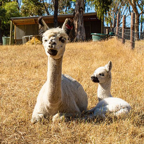 alpaca