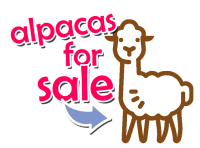 click here to buy alpaca