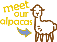 click here to meet our alpacas