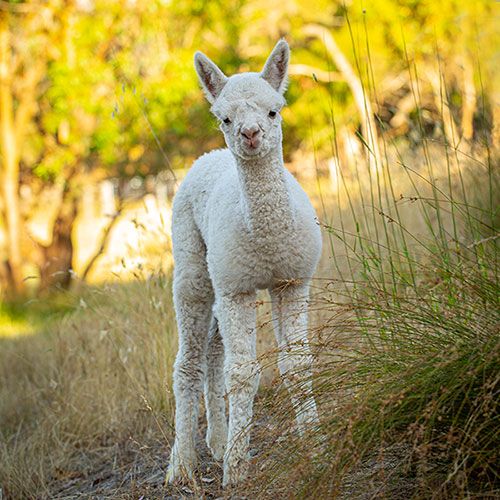 baby alpaca