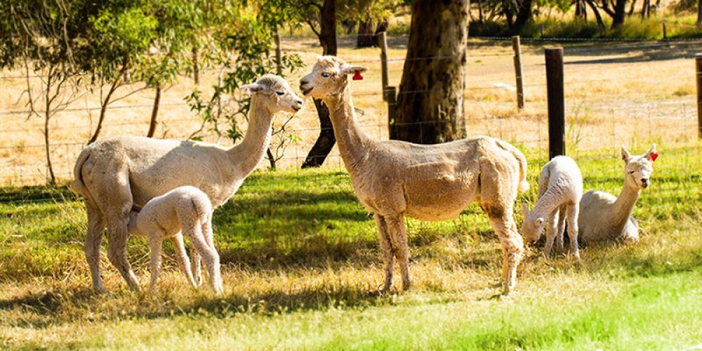 discover fun facts about alpacas